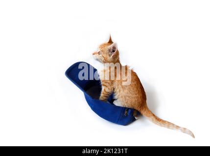 Rotes Kätzchen sitzt in einer blauen Baseballmütze auf weißem Hintergrund. Stockfoto