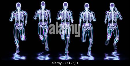 Skelettsystem des Laufenden Mannes, Knochen Anatomie während des Laufens, menschlicher Körper und Sport, Jogger, Laufmännchen, medizinisch genau, Fitness, Menschen laufen Stockfoto