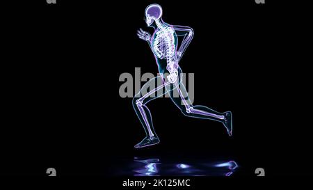 Skelettsystem des Laufenden Mannes, Knochen Anatomie während des Laufens, menschlicher Körper und Sport, Jogger, Laufmännchen, medizinisch genau, Fitness, Menschen laufen Stockfoto