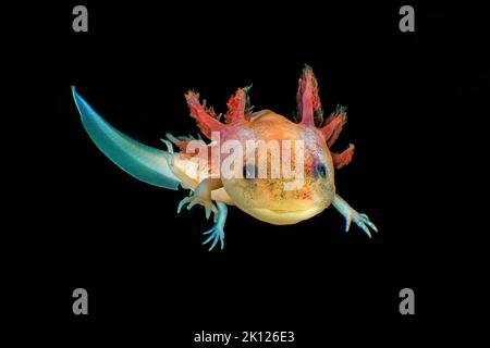 Weißer Axolotl oder mexikanischer Axolotl (Ambystoma mexicanum), bedrohte Arten, Deutschland Stockfoto