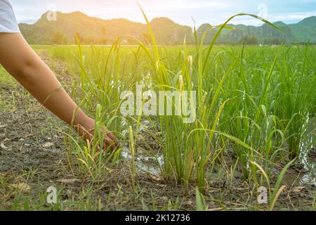 Die Hand einer jungen Frau berührt und überprüft den jungen Reisprossen im Reisfeld zärtlich. Die Studentin für Landwirtschaft verwendet ihre Hand, um die Qualität zu überprüfen und zu überwachen Stockfoto