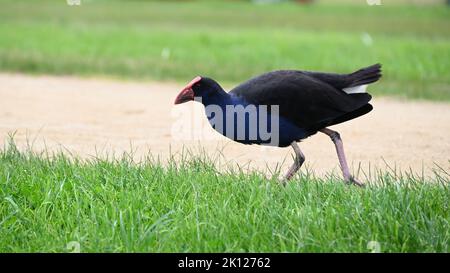 Purpurschwamm oder Pukeko, der auf Gras entlang eines nicht versiegelten Pfades läuft, der Vogel hält seinen Kopf niedrig Stockfoto