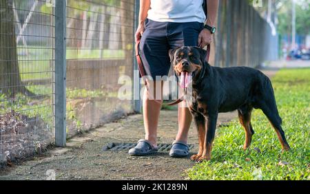 Hund Rottweiler steht neben dem Besitzer, draußen im Park. Gehen Sie den Hund Konzept. Stockfoto