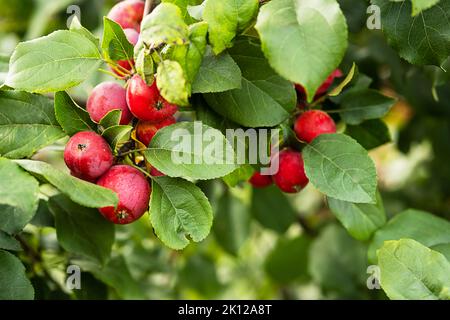 Rosa Krabbenäpfel auf Ast. Reife kleine Äpfel im Obstgarten. Stockfoto