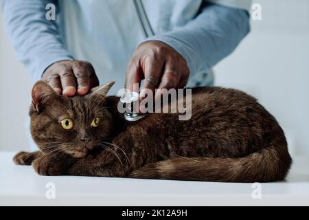 Nahaufnahme des Tierarztes, der Hauskatze mit Stethoskop auf dem Tisch untersucht Stockfoto