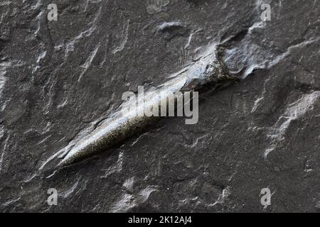 Belemnia eingebettet in eine schwarze prähistorische Ära Posidonia Shale Stockfoto