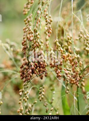 Goldene Hirse wächst auf dem Feld - Makro Stockfoto