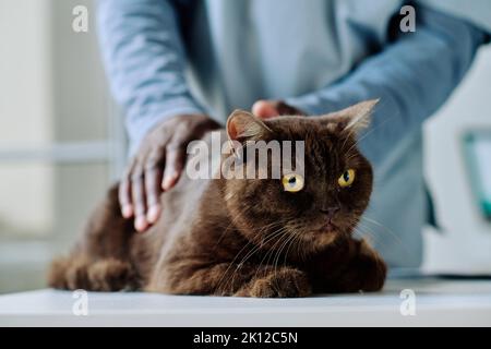 Nahaufnahme eines afrikanischen männlichen Tierarztes, der während der medizinischen Untersuchung in der Klinik die Hauskatze auf den Tisch streichelte Stockfoto