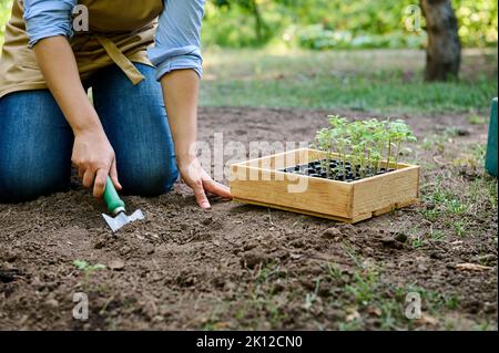 Nahaufnahme eines Bauern mit Gartenschaufel, der ein Loch in lockeren fruchtbaren Boden grub, um Gemüse auf offenem Feld zu Pflanzen Stockfoto