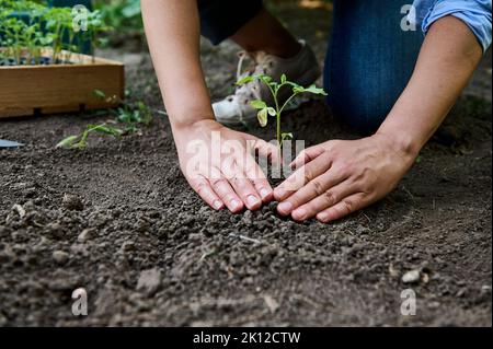 Nahaufnahme Landwirt Hände Pflanzen, um Tomatensämling in den Gemüsegarten Betten und Manipulation der Erde um die Pflanze zu Boden Stockfoto