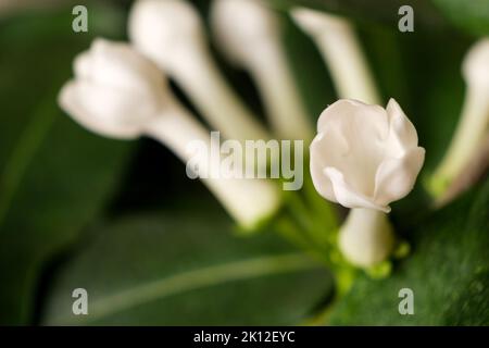 Die Blume der Zimmerpflanze Jasmin stephalotis blüht auf schwarzem Hintergrund. Stockfoto