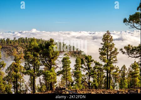 Kanarienkiefern am Teide in Teneriffa mit Blick auf die Wolkendecke Stockfoto