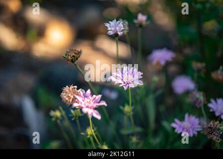 Lavendelblüten von Scabiosa columbaria auf grünem Gras Hintergrund, goldenes Licht Stockfoto