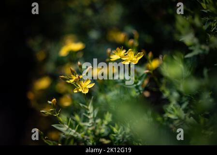 Gelbe Blüten auf grünem Blatthintergrund. Johanniskraut mit Toadflachsblatt Stockfoto