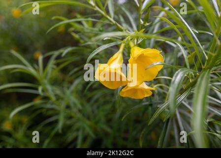 Bienenstille Baum oder Gelbe Oleander Blumen auf grünen Blättern Hintergrund Stockfoto