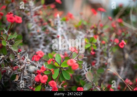 Verschwommener roter Blumenhintergrund der Dornenkrone Christuspflanze Stockfoto