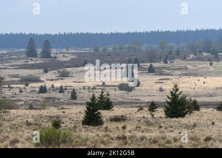 Naturschutzgebiet mit hohem Zaun, Belgien Stockfoto
