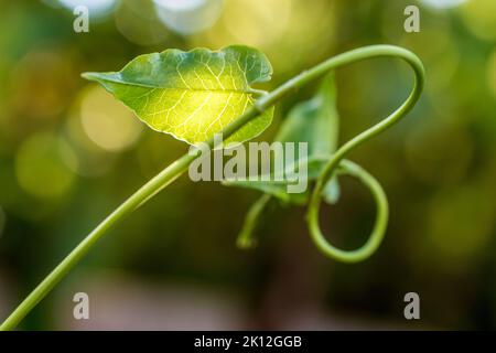 Das lichtdurchflutete Kürbisblatt wächst Stockfoto