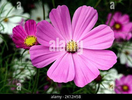 Der hochrosa Cosmos, eine Sorte von Cosmos bipinnatus, ist eine dekorative, jährliche Pflanze, die oft in Gärten in England angebaut wird. Stockfoto