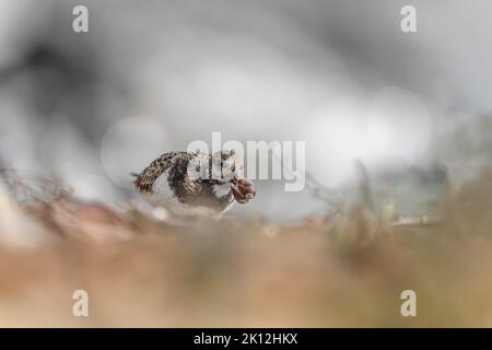 Auf der Suche nach Schalentieren, bildartiges Porträt von ruddigen Steinchen mit Beute im Schnabel (Arenaria interpres) Stockfoto