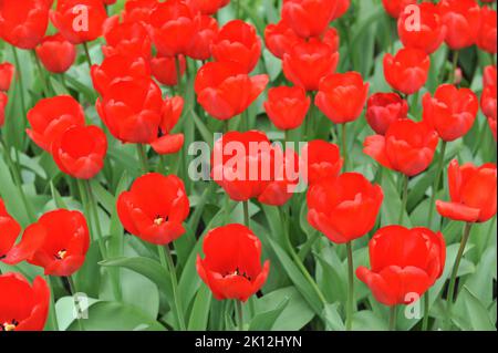 Darwin Hybrid Tulpen (Tulipa) Roter Abdruck blüht im April in einem Garten Stockfoto