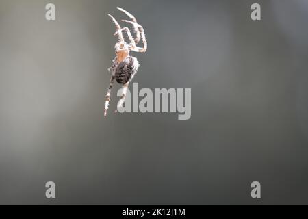 Kreuzspinne, die auf einem Spinnfaden kriecht. Unscharfer Hintergrund. Ein nützlicher Jäger unter Insekten. Arachnid. Tierfoto aus der Wildnis. Stockfoto