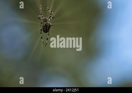 Kreuzspinne, die auf einem Spinnfaden kriecht. Unscharfer Hintergrund. Ein nützlicher Jäger unter Insekten. Arachnid. Tierfoto aus der Wildnis. Stockfoto