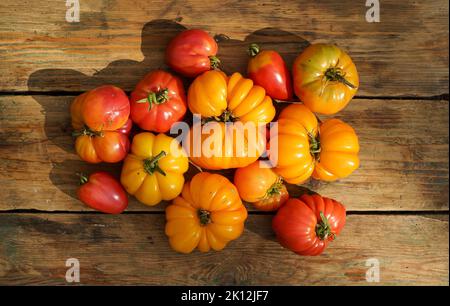 Herbst Ernte Lebensmittel Hintergrund. Bio-Gemüse auf rustikalem Holzhintergrund. Frische reife rote gelbe Tomaten in verschiedenen Formen, Sorten und Farben. Herbst, Landwirtschaft, landwirtschaftliches Konzept. Hochwertige Fotos Stockfoto