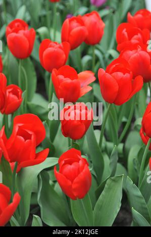 Triumph Tulpen (Tulipa) Rotlicht blüht im April in einem Garten Stockfoto