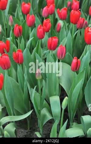 Triumph Tulpen (Tulipa) Rotlicht blüht im April in einem Garten Stockfoto