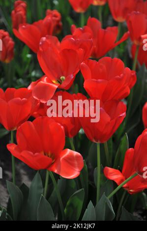 Triumph Tulpen (Tulipa) Rotlicht blüht im April in einem Garten Stockfoto