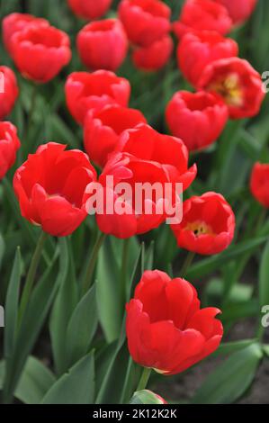 Triumph Tulpen (Tulipa) Rote Macht blüht im April in einem Garten Stockfoto