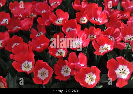 Triumph Tulpen (Tulipa) Rote Macht blüht im April in einem Garten Stockfoto