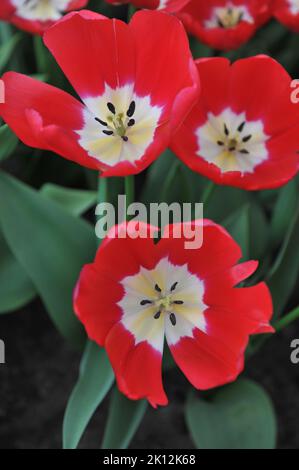 Triumph Tulpen (Tulipa) Rote Macht blüht im April in einem Garten Stockfoto