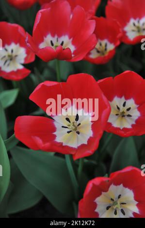 Triumph Tulpen (Tulipa) Rote Macht blüht im April in einem Garten Stockfoto