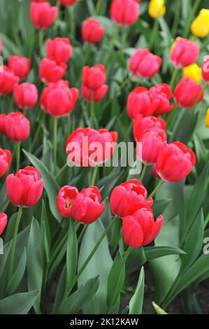 Triumph Tulpen (Tulipa) Rote Macht blüht im April in einem Garten Stockfoto