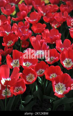 Triumph Tulpen (Tulipa) Rote Macht blüht im April in einem Garten Stockfoto