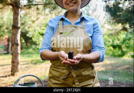 Nahaufnahme einer Landwirtin, Öko-Farmerin, die einen in Torftopf gewachsenen, gekeimten Tomatensämling mit Wurzeln in der Erde hält, Stockfoto