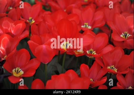 Fosteriana Tulpen (Tulipa) Rote Purissima blüht im März in einem Garten Stockfoto