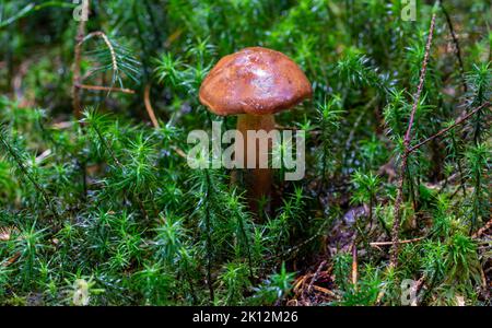 Kastanienpilz auf Moos im Wald Stockfoto