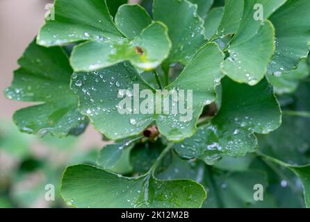 Grüne Ginkgo-Blätter mit Regentropfen Stockfoto