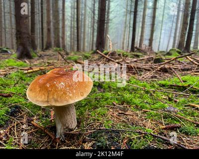 Frischer Steinpilz steht in einem Wald Stockfoto