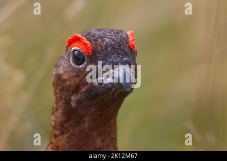 Nahaufnahme des Kopfes eines männlichen roten Birkhuhns, Lagopus lagopus scotica. Stockfoto