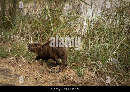 Nutria auf dem Gras in der Nähe eines Teiches im Natur- und Vogelpark Agamon Hula, Israel Stockfoto