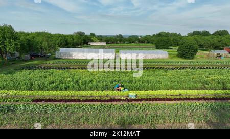 Salat bio grün Eichenblatt Lactuca sativa Ernte Bauer Mann Arbeiter Hand gepflückt frisch Bio Ernte Bauernhof frisches Gemüse setzt in Box Markt Shop pa Stockfoto