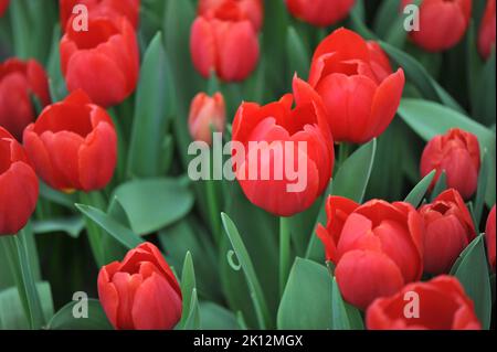 Triumph Tulpen (Tulipa) Roter Stein blüht im März in einem Garten Stockfoto