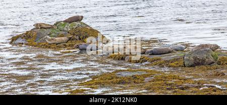 Echte Robben schnüffeln an der Küste von Berneray, North Uist, Äußere Hebriden, Western Isles, Schottland, Vereinigtes Königreich Stockfoto