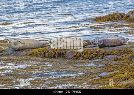 Drei graue Seehunde auf Felsen mit Algen, die die Kamera betrachten, Berneray Harbour, North Uist, Äußere Hebriden, westliche Inseln, Schottland, Vereinigtes Königreich Stockfoto