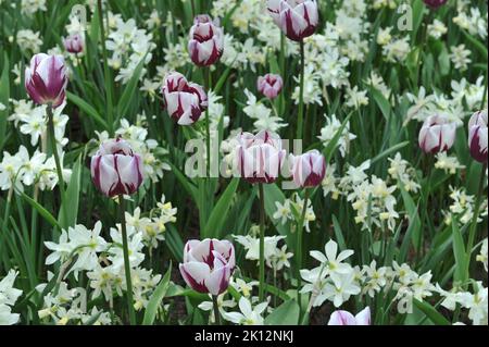 Weiße und lila Triumph-Tulpen (Tulipa) erstrahlen im April in einem Garten zusammen mit weißen Narzissen (Narzissen) Stockfoto