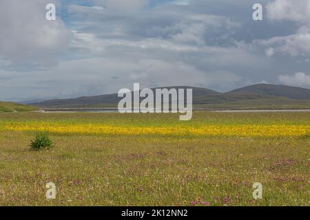 Wildflower Meadows, Berneray, Uist, North Uist, Hebriden, Äußere Hebriden, Westliche Inseln, Schottland, Vereinigtes Königreich, Großbritannien Stockfoto